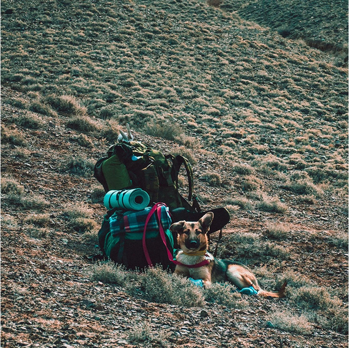 LOWLAND OUTDOOR® Donzen Slaapzak - Super Compact Blanket - 210 X 80 Cm - 590gr +8°C 13 LOWLAND OUTDOOR® Donzen Slaapzak - Super Compact Blanket - 210 X 80 Cm - 590gr +8°C - Afbeelding 11